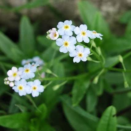 Forget Me Not Seeds – White – Packet – White Flower Seeds, Heirloom Seed Attracts Bees, Attracts Butterflies, Attracts Hummingbirds, Attracts Pollinators, Easy to Grow & Maintain, Container Garden
