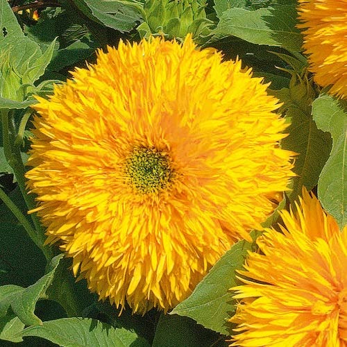 Sunflower Seeds – Tall Teddy Bear – Packet – Yellow Flower Seeds, Open Pollinated Seed Attracts Bees, Attracts Butterflies, Attracts Pollinators, Easy to Grow & Maintain, Container Garden