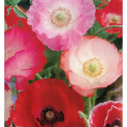 Shirley Poppy Seeds – Mixed Red & Pink – Packet – Red/Pink Flower Seeds, Heirloom Seed Attracts Bees, Attracts Butterflies, Attracts Pollinators, Easy to Grow & Maintain, Container Garden
