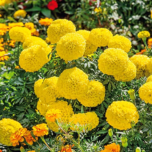 African Marigold Seeds – Mary Helen – Packet – Yellow Flower Seeds, Heirloom Seed Attracts Bees, Attracts Butterflies, Attracts Hummingbirds, Attracts Pollinators, Easy to Grow & Maintain, Edible