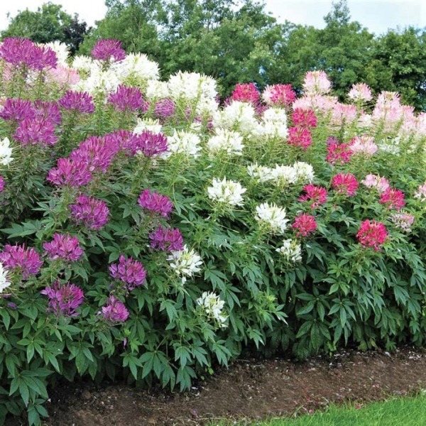 Cleome Seeds – Mixed Colors – Packet – Pink/Purple/White Flower Seeds, Heirloom Seed Attracts Bees, Attracts Butterflies, Attracts Hummingbirds, Attracts Pollinators, Extended Bloom Time, Fragrant
