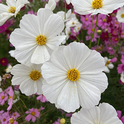 Cosmos Seeds – Purity – Packet – White Flower Seeds, Open Pollinated Seed Attracts Bees, Attracts Butterflies, Attracts Hummingbirds, Attracts Pollinators, Easy to Grow & Maintain, Extended Bloom