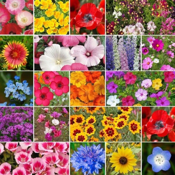 All Annual Wildflower Seed Mix – 1 Pound – Mixed Wildflower Seeds, Attracts Bees, Attracts Butterflies, Attracts Hummingbirds, Attracts Pollinators, Easy to Grow & Maintain, Container Garden