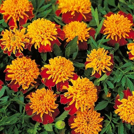 French Marigold (Double) Seeds – Tiger Eyes – Packet – Yellow/Orange Flower Seeds, Heirloom Seed Attracts Bees, Attracts Butterflies, Attracts Hummingbirds, Attracts Pollinators