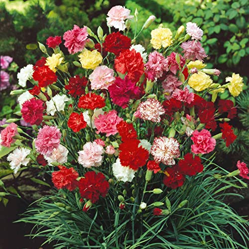 Carnation Seeds – Grenadin Double Mix – 1/4 Pound – Red/White/Pink Flower Seeds, Heirloom Seed Attracts Bees, Attracts Butterflies, Attracts Pollinators, Edible, Fragrant, Container Garden