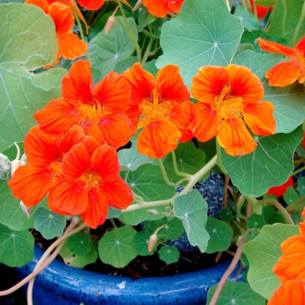 Nasturtium Seeds – Spitfire – Packet – Red Flower Seeds, Heirloom Seed Attracts Bees, Attracts Butterflies, Attracts Hummingbirds, Attracts Pollinators, Easy to Grow & Maintain, Fragrant, Container