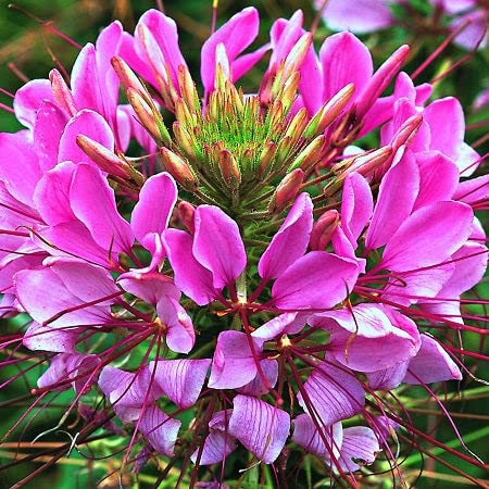 Cleome Seeds – Mauve Queen – 1/4 Pound – Pink Flower Seeds, Heirloom Seed Attracts Bees, Attracts Butterflies, Attracts Hummingbirds, Attracts Pollinators, Extended Bloom Time, Fragrant, Container