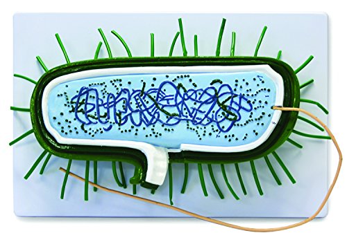 Walter Products B10504 Prokaryotic Bacteria Cell Model