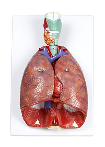 Walter Products B10427 Human Respiratory System Model, Life Size, 7-Parts