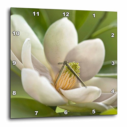 3dRose dpp_83298_2 Magnolia Tree Flower Blossom NA01 AJE0189 Adam Jones Wall Clock, 13 by 13-Inch