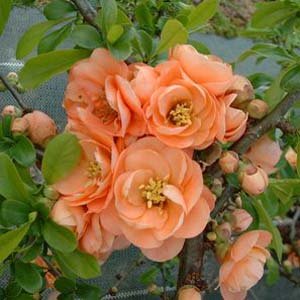 Pixies Gardens (1 Gallon) Cameo Flowering Quince Unique and Gorgeous Soft Peach Pink Flowers.Attractive Shrub. One of The Earliest Spring Blooms
