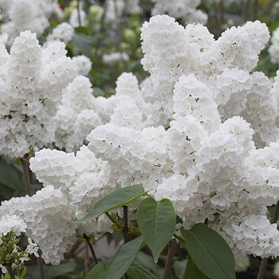 25 White Japanese Lilac Seeds (Extremely Fragrant)/ (Original Version)