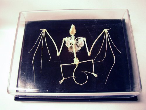C & A Scientific – Premiere 51010 Real Bat Skeleton