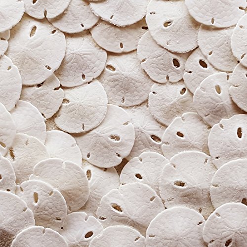 Tumbler Home Small Natural White Sand Dollars 50 Pcs- Under 1″ Inch – Small Sea Shell Perfect for Wedding or Crafts