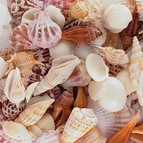 Sea Shells Mixed Beach Seashells – Various Sizes up to 2″ Shells -Bag of Approx. 50 Seashells