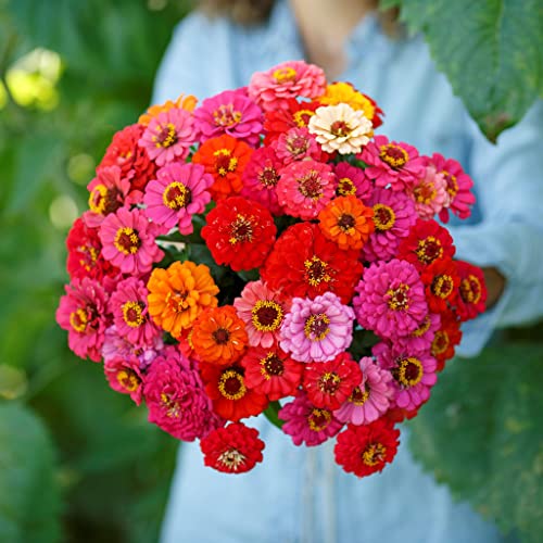 Zinnia Seeds (Dwarf) – Pepito Mix – Packet – Pink/Purple/Red Flower Seeds, Open Pollinated Seed Attracts Bees, Attracts Butterflies, Attracts Hummingbirds, Attracts Pollinators