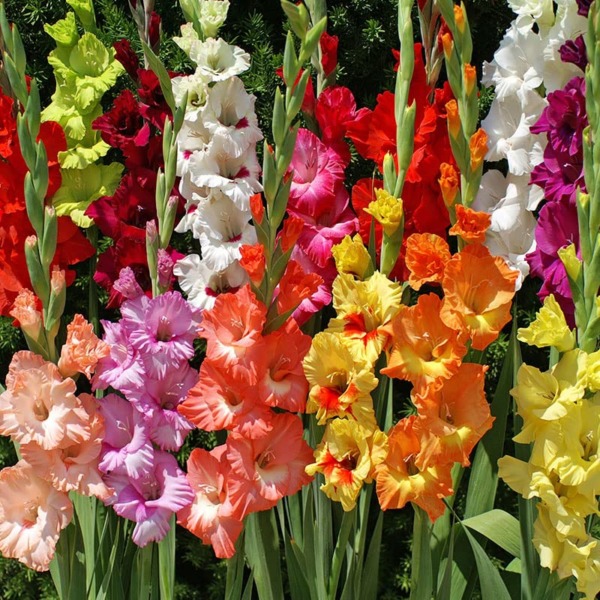 Mixed Gladiolus Flower Bulb Value Bag – 30 Bulbs Per Pack – Mixed Colors – Attracts Butterflies and