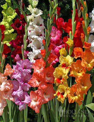 Mixed Gladiolus Flower Bulb Value Bag – 30 Bulbs Per Pack – Mixed Colors – Attracts Butterflies and | The Storepaperoomates Retail Market - Fast Affordable Shopping