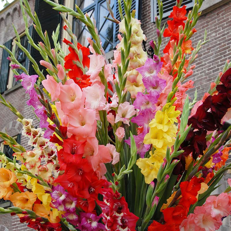 Mixed Gladiolus Flower Bulb Value Bag – 30 Bulbs Per Pack – Mixed Colors – Attracts Butterflies and | The Storepaperoomates Retail Market - Fast Affordable Shopping