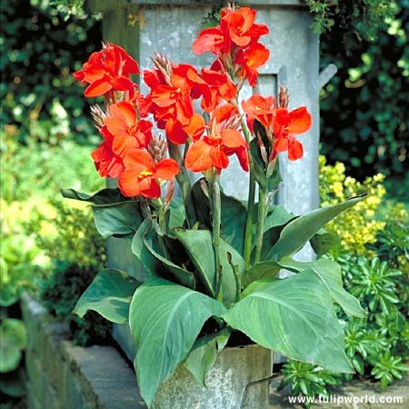 Canna Lily Bulbs – The President Red Canna Rhizomes/Bulbs/Roots (3 Pack)