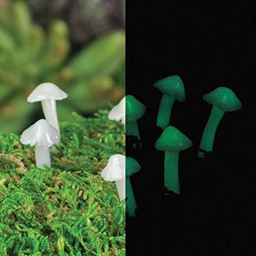 Georgetown USA Fairy Garden Fiddlehead Glow in The Dark Mushroom Set Miniature Home Toadstools