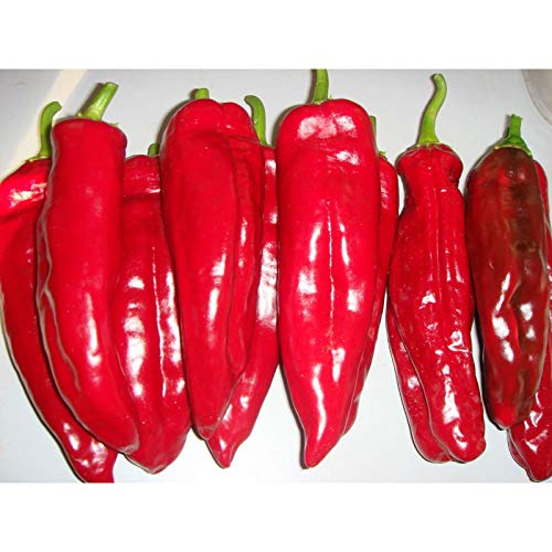 () Corno di Toro Rosso Pepper – Pure Italian – Deep Crimson Red(10 – Seeds)
