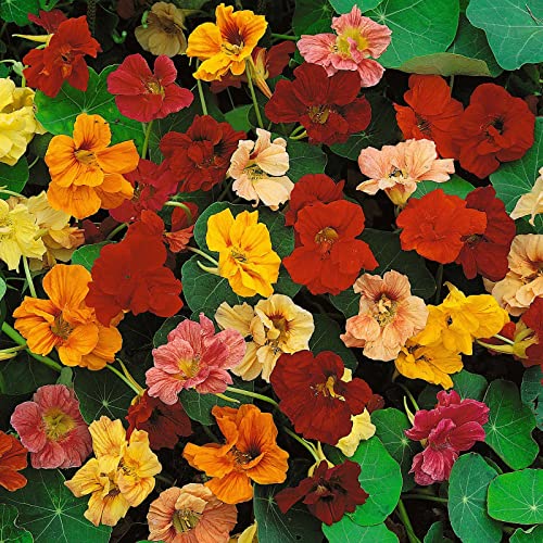 Nasturtium Seeds (Dwarf) – Jewel Mix – 5 Pounds – Red/Yellow/Orange Flower Seeds, Heirloom Seed Attracts Bees, Attracts Butterflies, Attracts Hummingbirds, Attracts Pollinators