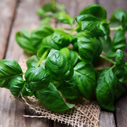 Basil Seeds – Sweet Basil (Common) – 1/4 Pound – Herb Seeds, Open Pollinated Seed Easy to Grow & Maintain, Fast Growing, Container Garden