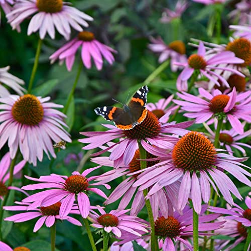 Purple Coneflower Seeds (Echinacea) – 5 Pounds – Pink/Purple Flower Seeds, Heirloom Seed Attracts Bees, Attracts Butterflies, Attracts Pollinators, Edible, Extended Bloom Time, Container Garden