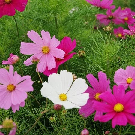 Cosmos Seeds (Dwarf Early) – Sensation Mix – 1 Pound – Pink/White/Red Flower Seeds, Open Pollinated Seed Attracts Bees, Attracts Butterflies, Attracts Hummingbirds, Attracts Pollinators, Easy to | The Storepaperoomates Retail Market - Fast Affordable Shopping