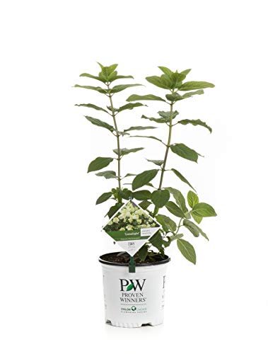 Limelight Hardy Hydrangea (Paniculata) Live Shrub, Green to Pink Flowers, 1 Gallon
