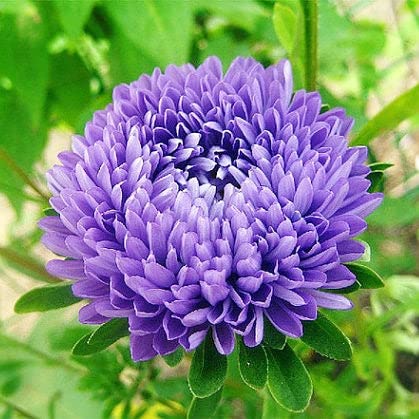 Aster Seeds (Semi-Dwarf) – Jewelaster Purple – Packet – Purple Flower Seeds, Open Pollinated Seed Attracts Bees, Attracts Butterflies, Attracts Pollinators, Easy to Grow & Maintain, Container Garden
