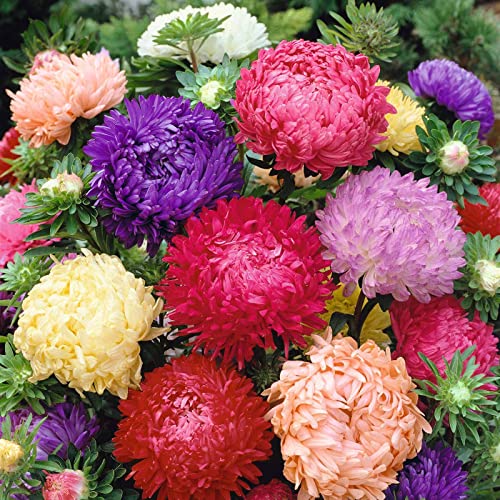 Aster Seeds (Peony Duchess) – Mix – 1/4 Pound – Mixed Flower Seeds, Open Pollinated Seed Attracts Bees, Attracts Butterflies, Attracts Pollinators, Easy to Grow & Maintain, Container Garden