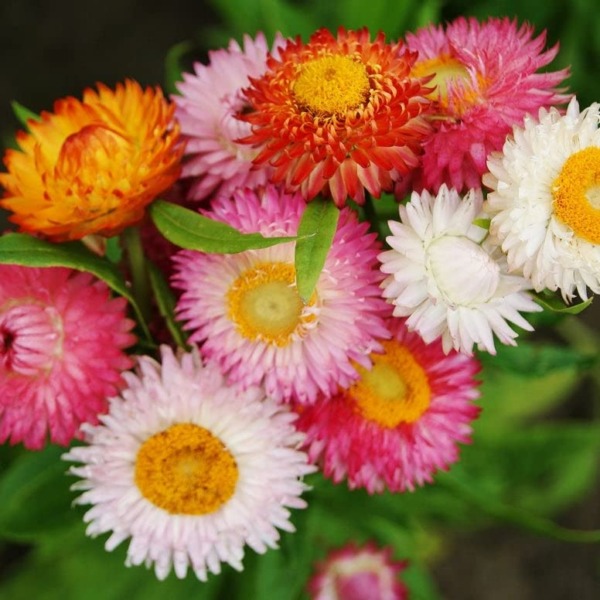Strawflower Seeds – Swiss Giant Mix – Packet – Pink/Orange/Yellow Flower Seeds, Attracts Bees, Attracts Butterflies, Attracts Pollinators, Easy to Grow & Maintain, Cut Flower Garden