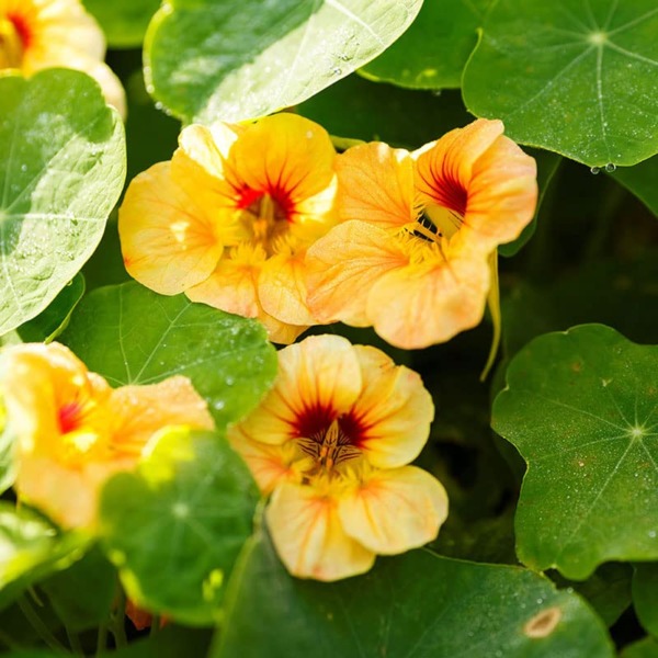 Nasturtium Seeds (Dwarf) – Apricot – Packet – Yellow/Pink Flower Seeds, Heirloom Seed Attracts Bees, Attracts Butterflies, Attracts Hummingbirds, Attracts Pollinators, Easy to Grow & Maintain