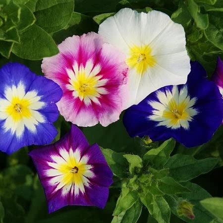 Morning Glory Seeds (Dwarf) – Mixed – 1/4 Pound – Blue/Purple/Yellow Flower Seeds, Heirloom Seed Attracts Bees, Attracts Butterflies, Attracts Hummingbirds, Attracts Pollinators