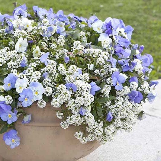 Alyssum Seeds – Snowcloth – 1/4 Pound – White Flower Seeds, Open Pollinated Seed Attracts Bees, Attracts Butterflies, Attracts Pollinators, Fragrant, Container Garden
