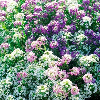 Alyssum Seeds – Magic Circle Mix – Packet – Mixed Flower Seeds, Open Pollinated Seed Attracts Bees, Attracts Butterflies, Attracts Pollinators, Fragrant, Container Garden