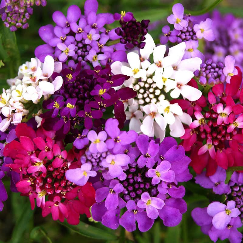 Candytuft Seeds (Dwarf) – Fairy Mix – 1 Ounce – Purple/Pink/White Flower Seeds, Heirloom Seed Attracts Bees, Attracts Butterflies, Attracts Pollinators, Edible, Extended Bloom Time, Fragrant | The Storepaperoomates Retail Market - Fast Affordable Shopping