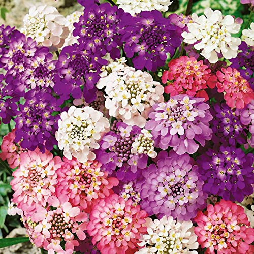 Candytuft Seeds (Dwarf) – Fairy Mix – Packet – Purple/Pink/White Flower Seeds, Heirloom Seed Attracts Bees, Attracts Butterflies, Attracts Pollinators, Edible, Extended Bloom Time, Fragrant