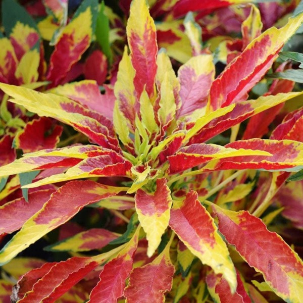 Amaranthus Seeds – Perfecta – 1 Ounce – Red/Yellow/Green Flower Seeds, Heirloom Seed Attracts Bees, Attracts Butterflies, Attracts Pollinators, Extended Bloom Time, Container Garden