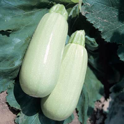 Squash (Summer) Seeds – Lungo Bianco Cylindrical – Packet – Vegetable Seeds, Heirloom Seed Easy to Grow & Maintain, Fast Growing, Container Garden