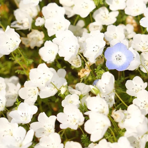 Nemophila Seeds – Snow White – 1/4 Pound – White Flower Seeds, Heirloom Seed Attracts Bees, Attracts Butterflies, Attracts Hummingbirds, Attracts Pollinators, Easy to Grow & Maintain, Fast Growing