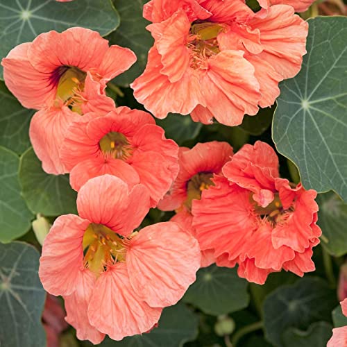 Nasturtium Seeds – Salmon Baby – Packet – Pink Flower Seeds, Heirloom Seed Attracts Bees, Attracts Butterflies, Attracts Hummingbirds, Attracts Pollinators, Easy to Grow & Maintain, Fragrant
