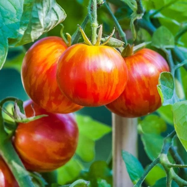 Tomato Seeds – Tigerella – Packet – Vegetable Seeds, Heirloom Seed Easy to Grow & Maintain, Fast Growing, Culinary