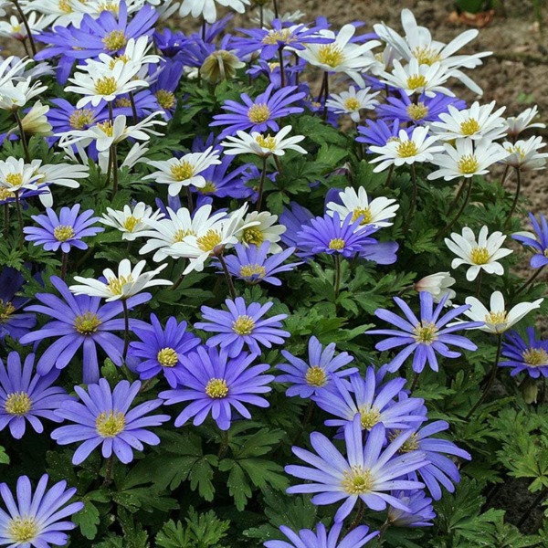 Anemone Bulbs – Blue & White Blanda Mix – 100 Bulbs – Mixed Flower Bulbs, Corm Easy to Grow & Maintain, Container Garden