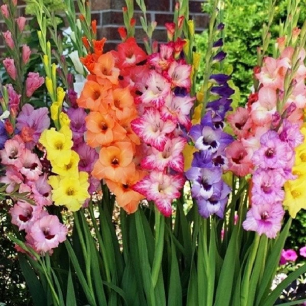 Gladiolus Flower Bulbs – Rainbow Mix – 20 Bulbs – Mixed Flower Bulbs, Bulb Attracts Bees, Attracts Butterflies, Attracts Hummingbirds, Attracts Pollinators, Easy to Grow & Maintain, Container Garden
