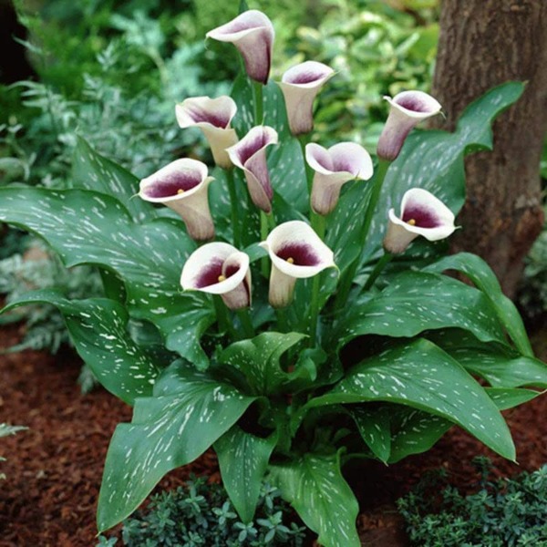 Calla Lily Bulbs – Picasso – 2 Bulbs – White/Purple Flower Bulbs, Bulb Attracts Bees, Attracts Pollinators, Easy to Grow & Maintain, Fragrant, Container Garden