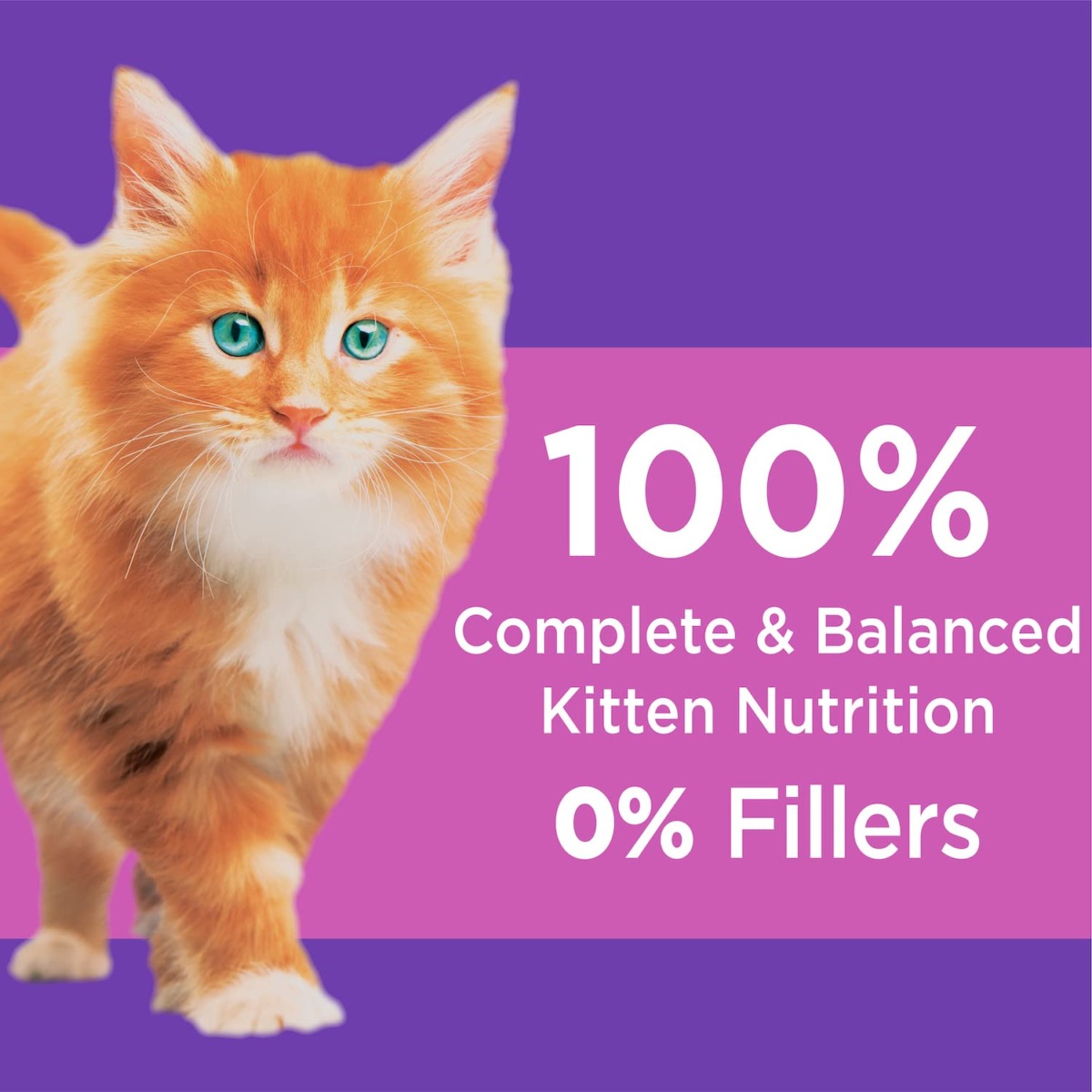 IAMS PROACTIVE HEALTH Healthy Kitten Dry Cat Food with Chicken Cat Kibble, 3.5 lb. Bag | The Storepaperoomates Retail Market - Fast Affordable Shopping