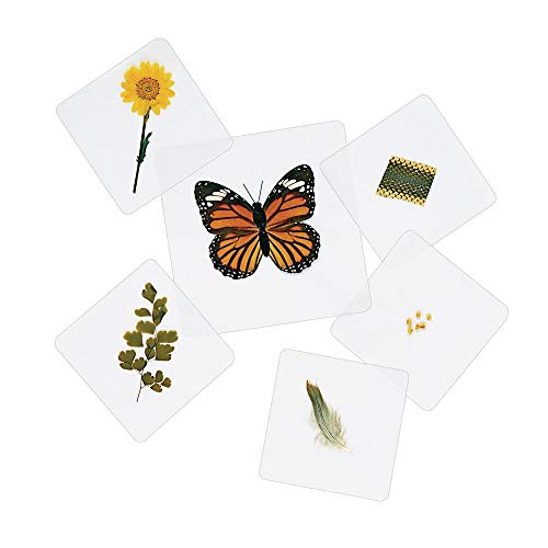 Excellerations Educational Laminated Specimen Set of 28 for STEM Nature Study (Item # Study)